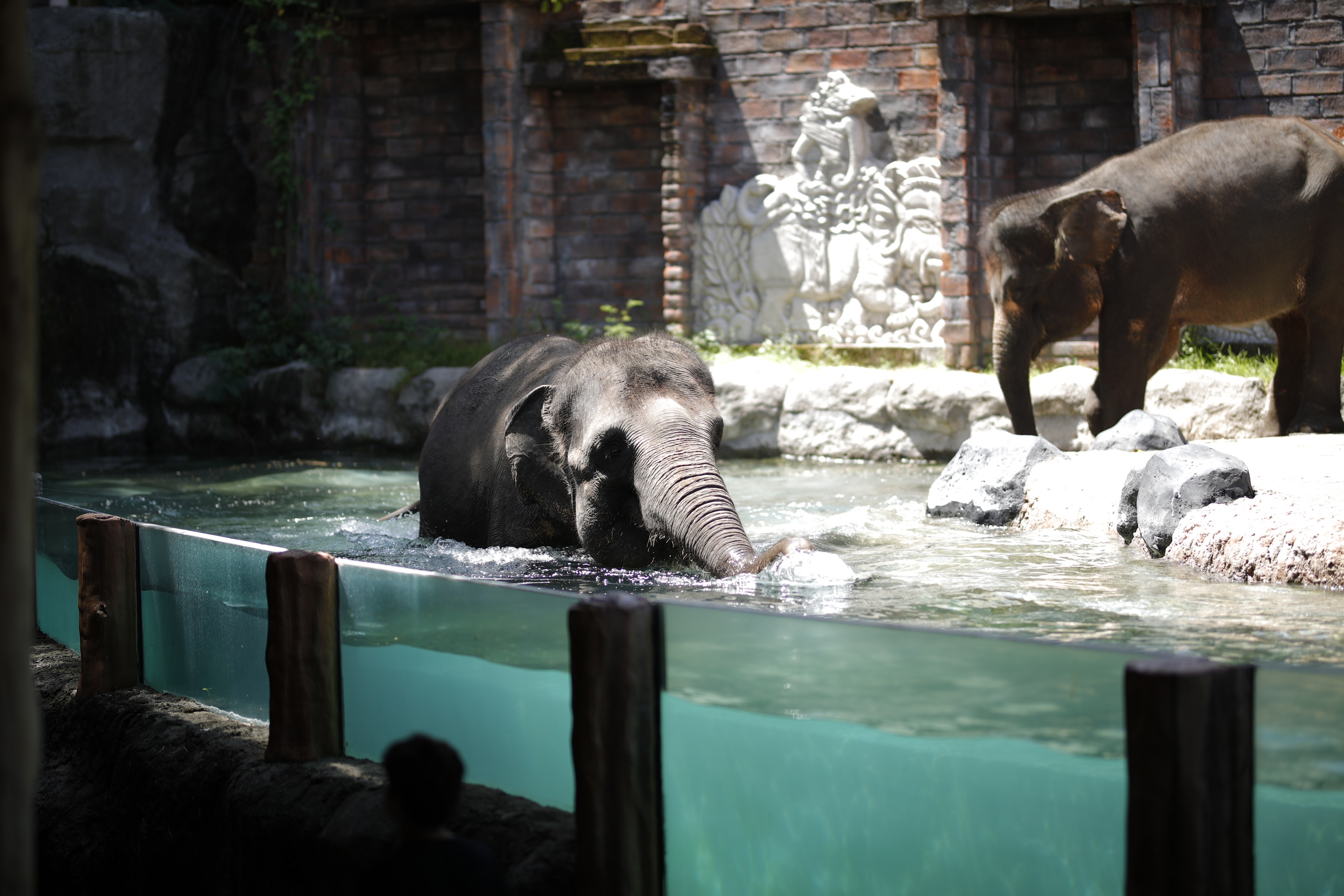 발리 사파리 티켓 (The Amazing Taman Safari Bali Ticket) 이미지 3